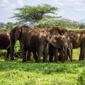 Wild Life of Africa 224